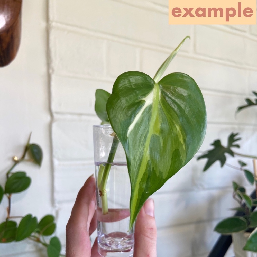 💕🌱4pc MYSTERY TROPICAL PLANT CUTTING BUNDLE 🌱💕